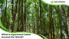 What Is Agarwood Called Around the World? More Than 40 Names Explained