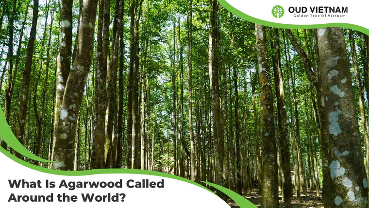 What Is Agarwood Called Around the World? More Than 40 Names Explained
