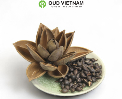 Vietnamese Agarwood Seeds – Aquilaria crassna