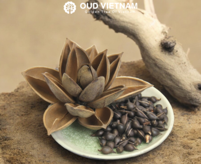 Vietnamese Agarwood Seeds – Aquilaria crassna